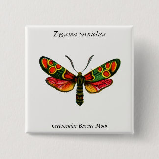 Zygaena carniolica - The Crepuscular Burnet Moth Button