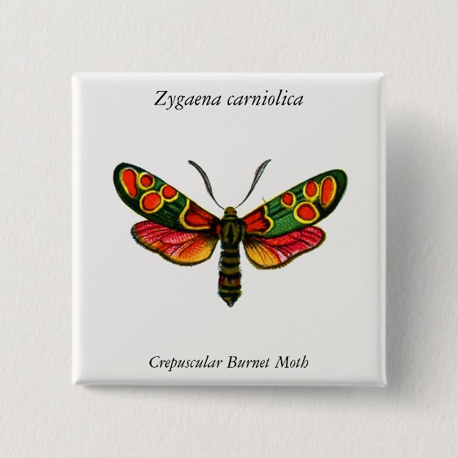 Zygaena carniolica - The Crepuscular Burnet Moth Button (Front)
