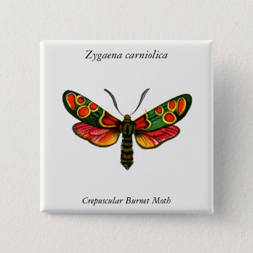 Zygaena carniolica _ The Crepuscular Burnet Moth Button