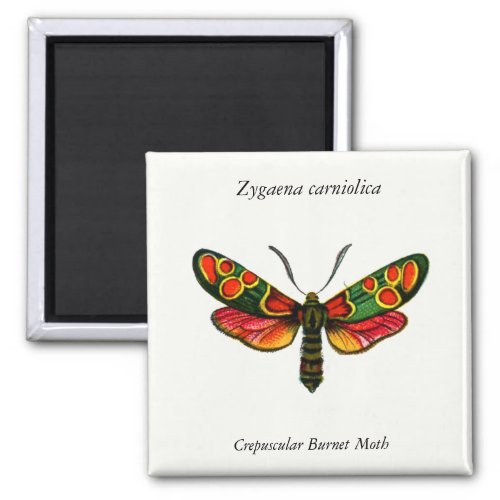 Zygaena carniolica _ The Crepuscular Burnet Moth Magnet