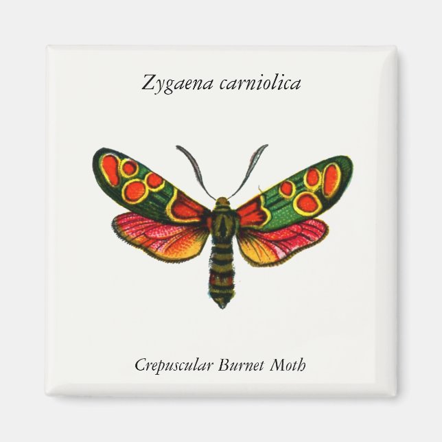 Zygaena carniolica - The Crepuscular Burnet Moth Magnet (Front)
