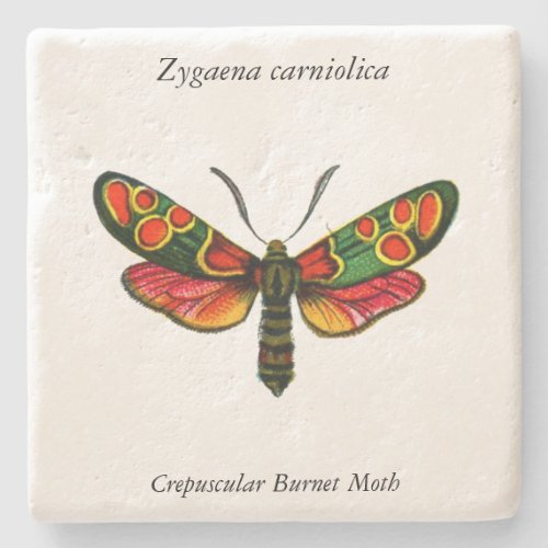 Zygaena carniolica _ The Crepuscular Burnet Moth Stone Coaster