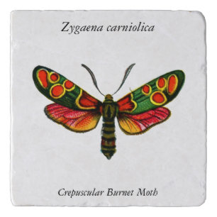 Zygaena carniolica - The Crepuscular Burnet Moth Trivet