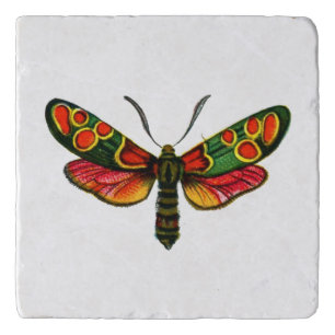 Zygaena carniolica - The Crepuscular Burnet Moth Trivet
