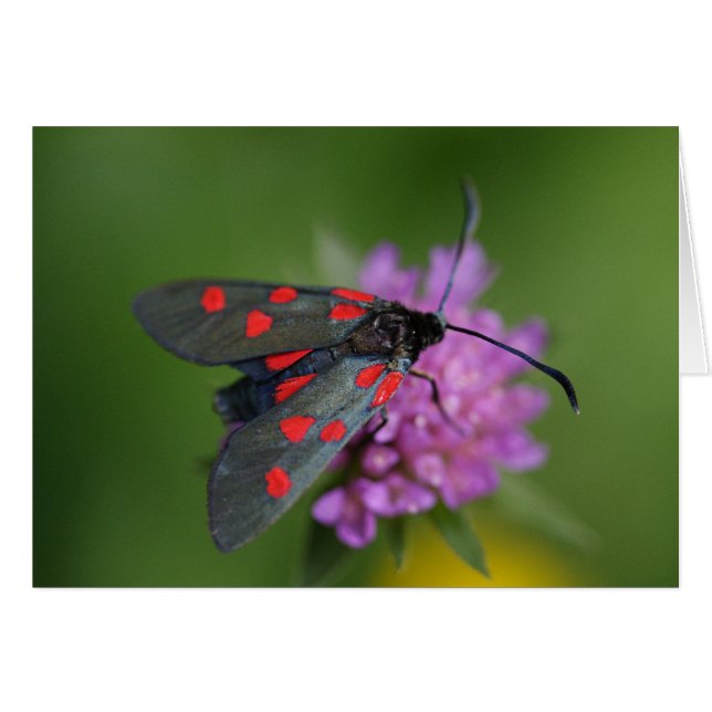 Zygaena ephialtes cards (Front Horizontal)
