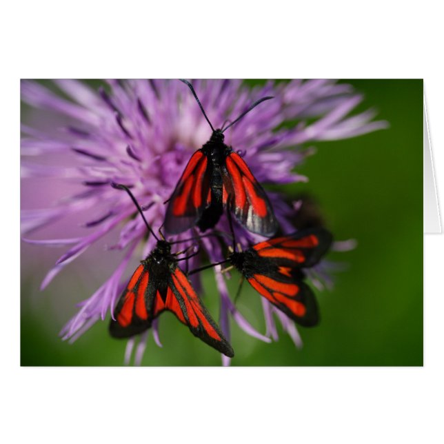 Zygaena purpuralis cards (Front Horizontal)