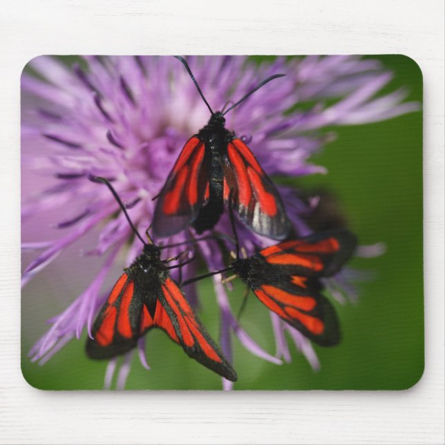 Zygaena purpuralis mouse pad (Front)
