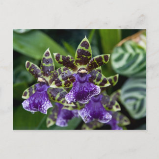Zygopetalum Orchid Postcard
