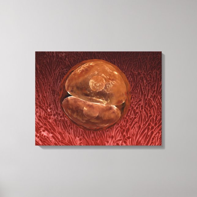 Zygote Development: 24-36 Hours Canvas Print (Front)