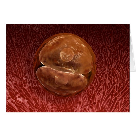 Zygote Development: 24-36 Hours Cards (Front Horizontal)