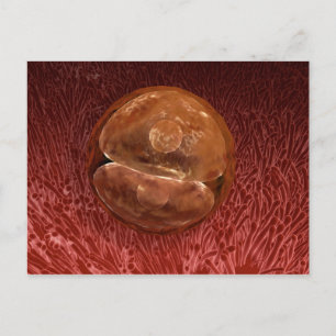 Zygote Development: 24-36 Hours Postcard