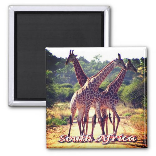 zZA011 SOUTH AFRICA Giraffes Fridge Magnet